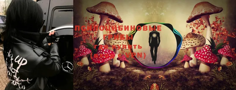 Галлюциногенные грибы Psilocybine cubensis  хочу   Выборг 